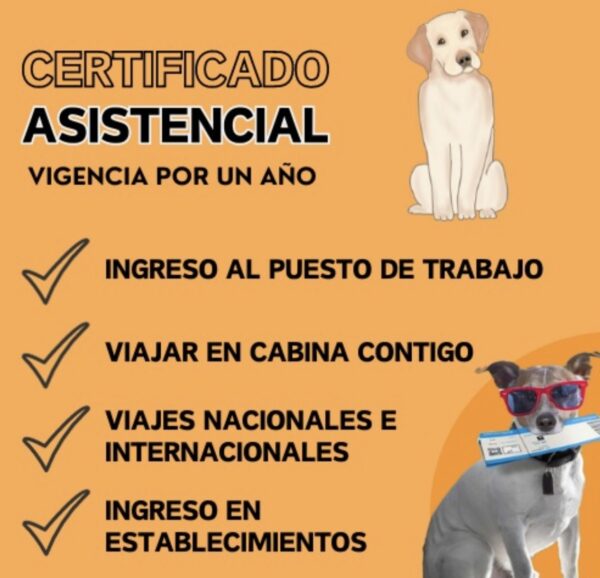ASSISTANCE PACKAGE-SERVICE DOG